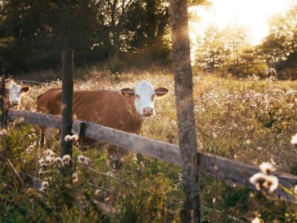 Из Алтайского края в Дагестан пытались вывезти крупную партию скота