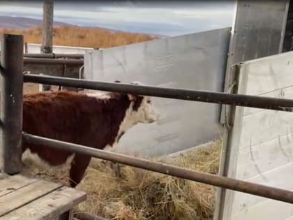 Из Красноярского края в 2023 году в другие регионы вывезено более 9,8 тысячи голов КРС