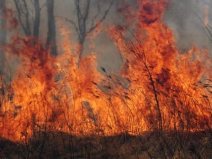 В Красноярском крае горит 5,4 тысяч гектаров леса