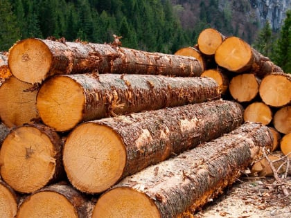 Помощь леспрому и детям Севера: сессия ЗС приняла значимые решения