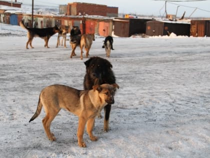 Норильчане могут сообщать о бездомных собаках