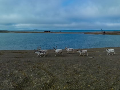 В нацпарке «Русская Арктика» в кадр попали особи редкого подвида дикого северного оленя