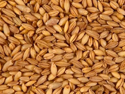 Установлен факт вывоза ячменя из Назаровского района без карантинного сертификата