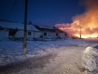 В Канском районе во время пожара в телятнике погибли 88 телят