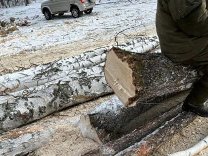 В Красноярском крае трое «черных лесорубов» спилил деревья на полмиллиона рублей