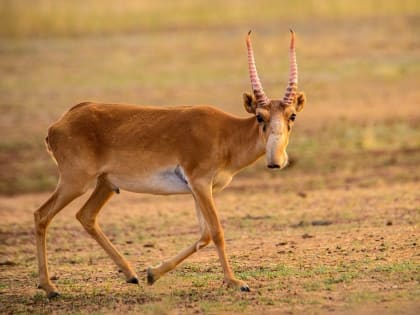 В Хатангском заливе обнаружили ископаемые останки сайги