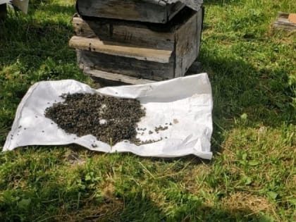 Дело о массовой гибели пчел в Красноярском крае передали в суд