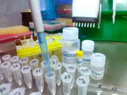 Красноярские лесные генетики оптимизируют работу лаборатории