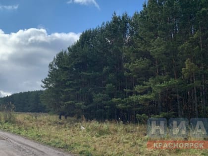 Лесозаготовителям края продлили отсрочку платежей за аренду государственных участков