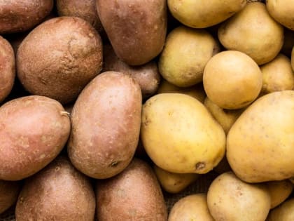 В Новосибирской области урожай картофеля снизился на 30%