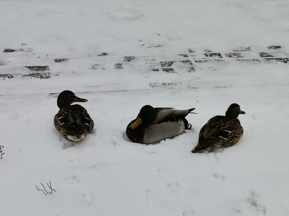 Красноярцев в выходные ждет теплая и снежная погода