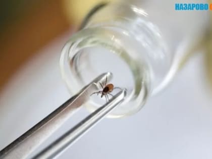 Первые клещи проснутся уже в конце марта