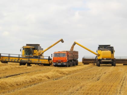 Из Ужурского района в Ачинск вывезли пшеницу и семена рапса без карантинного сертификата