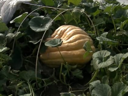 Омич вырастил 300-килограммовую тыкву