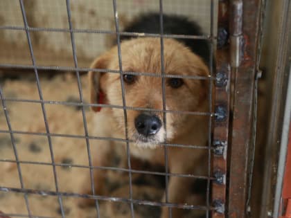 В Красноярске почти в 3 раза увеличен максимальный размер субсидии приютам для животных