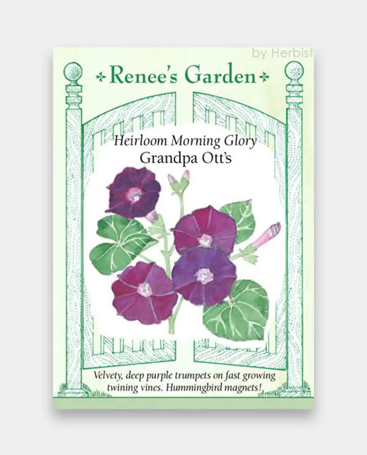 มอร์นิ่งกลอรี่ Morning Glory Grandpa Ott's