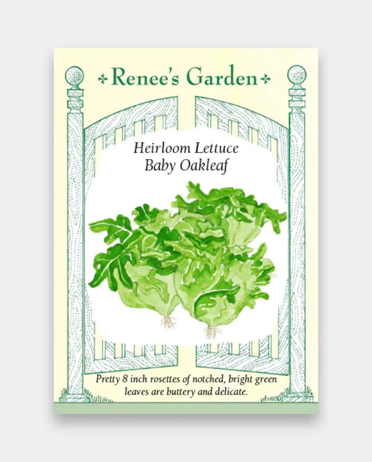 ผักกาดหอม Lettuce Baby Oakleaf