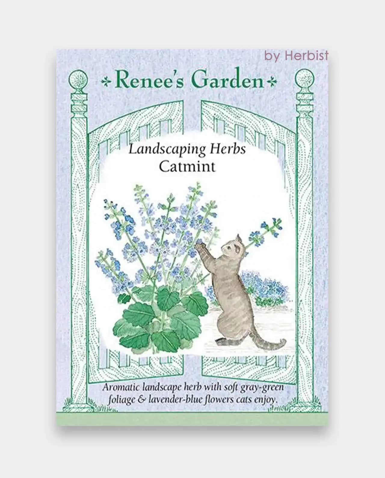 แคทมินต์ Catmint