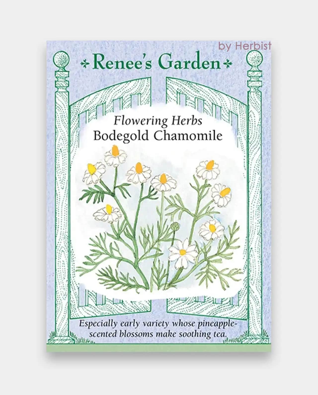 คาโมมายล์ Bodegold Chamomile