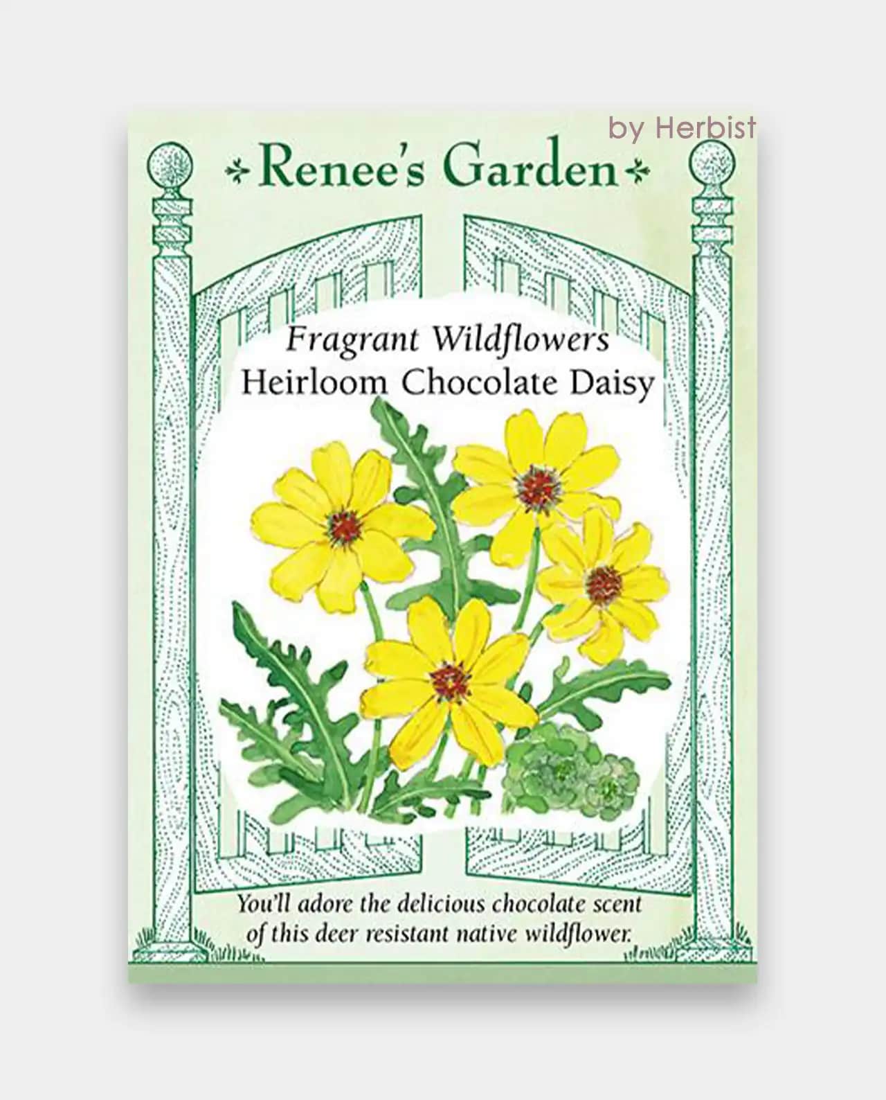 เดซี่ Wildflowers Chocolate Daisy