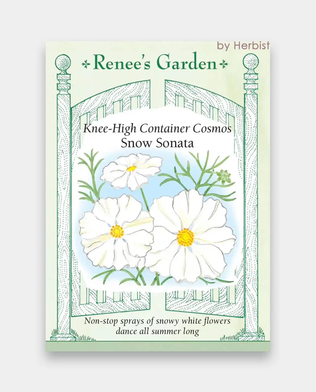 Kneehigh White Cosmos Snow Sonata