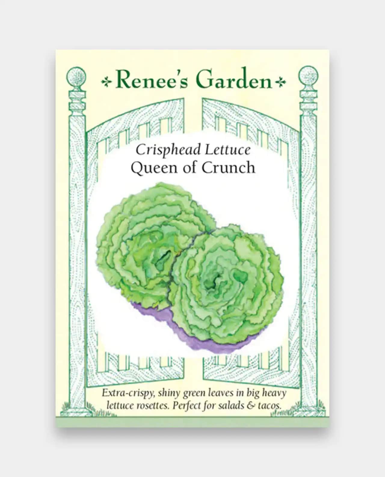 ผักกาดหอม ผักสลัด Crisphead Lettuce