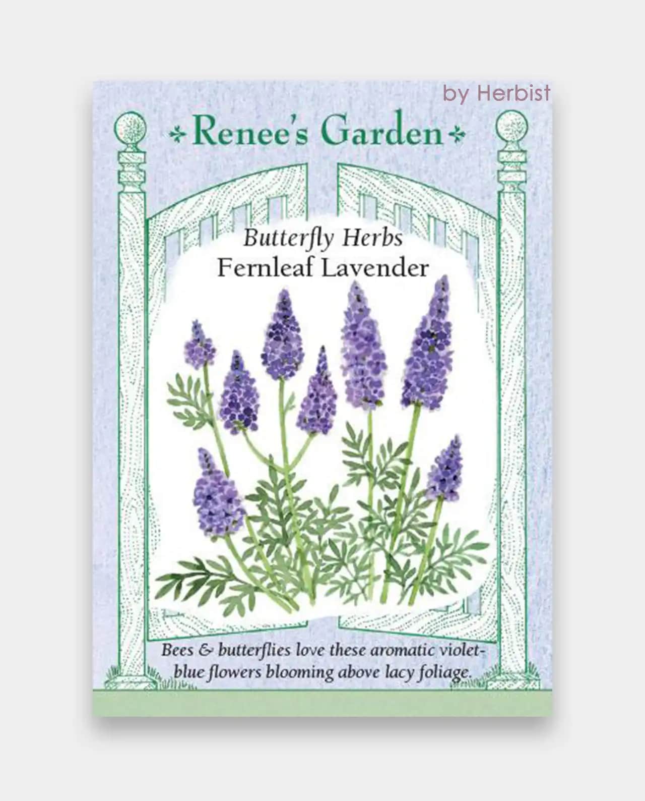 ลาเวนเดอร์ Butterfly Fernleaf Lavender