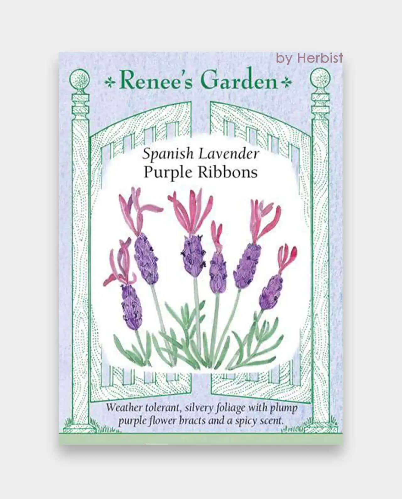 ลาเวนเดอร์ Spanish Lavender Purple
