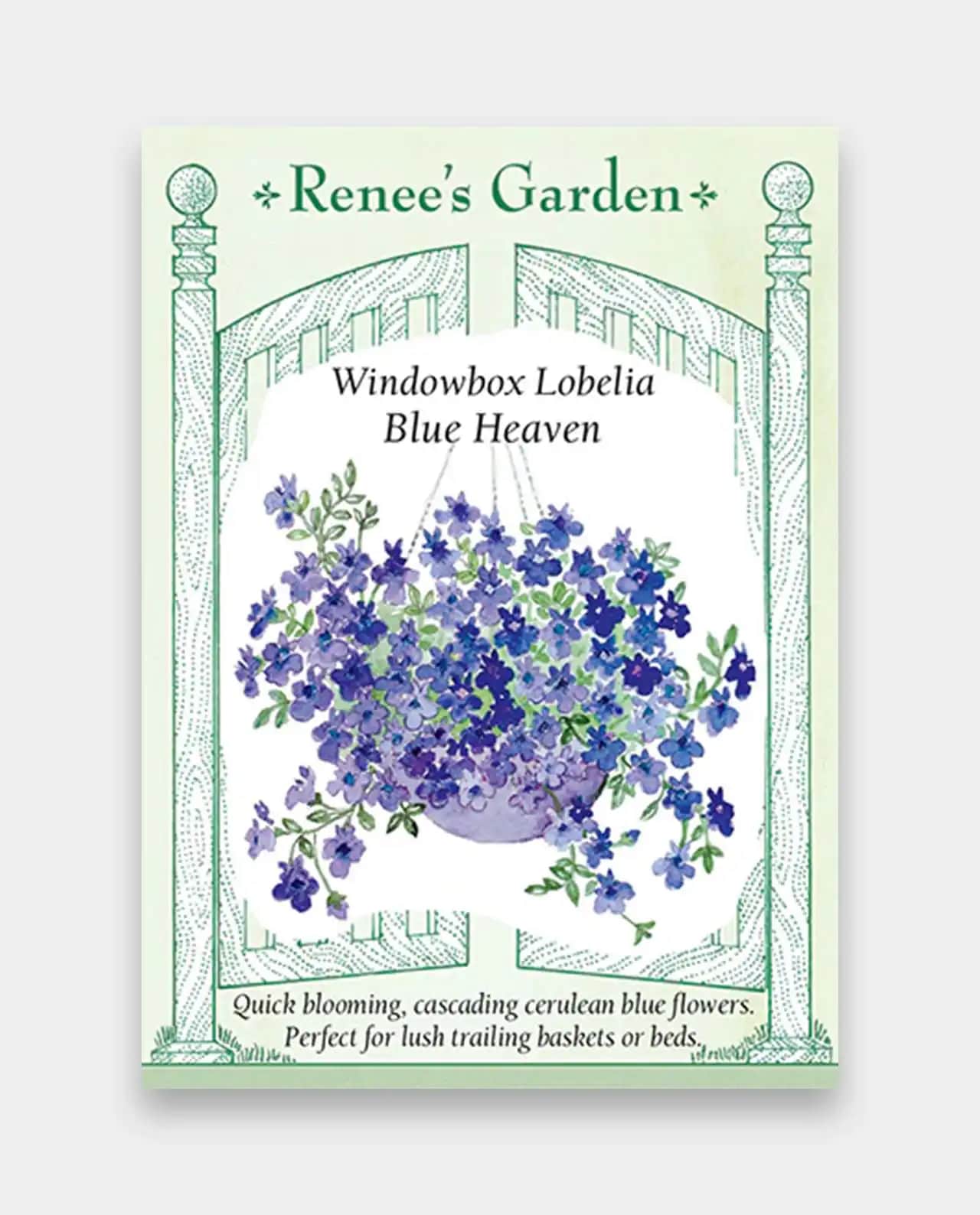 โลบิเลีย Lobelia Blue Heaven