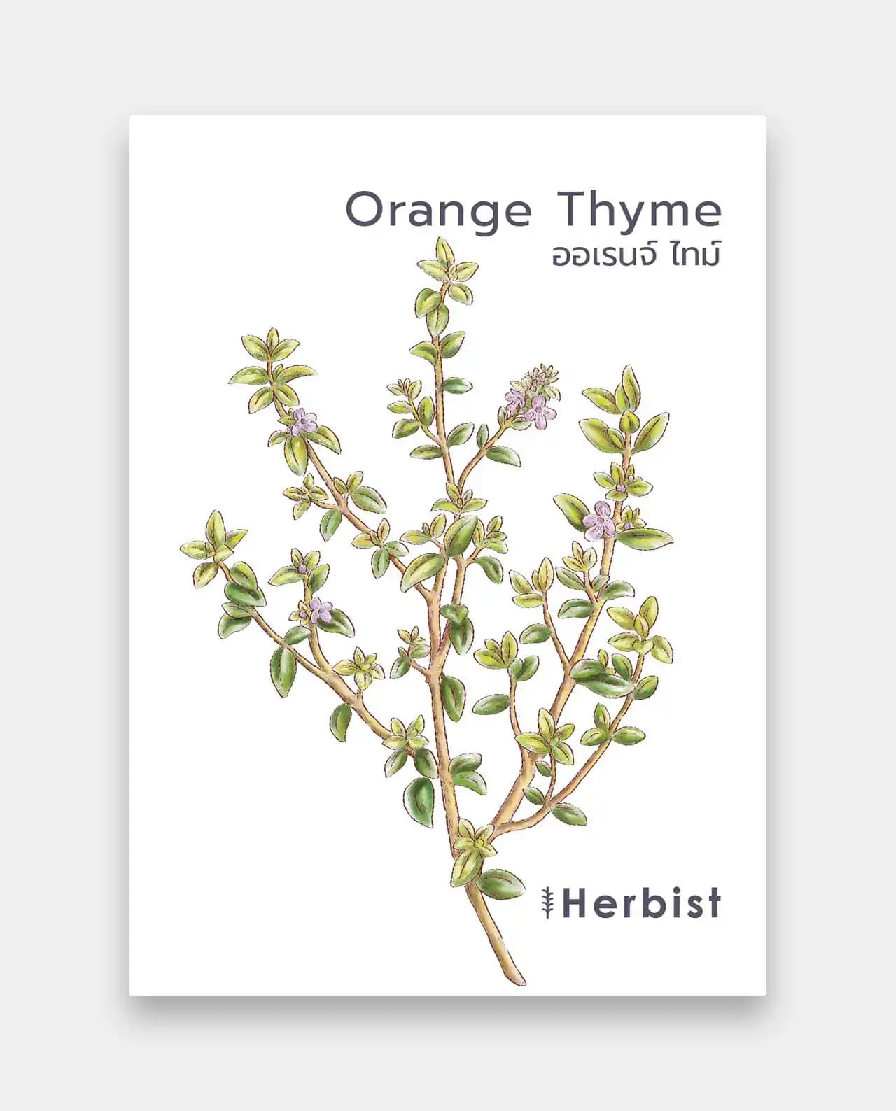 ออเรนจ์ ไทม์ Orange Thyme