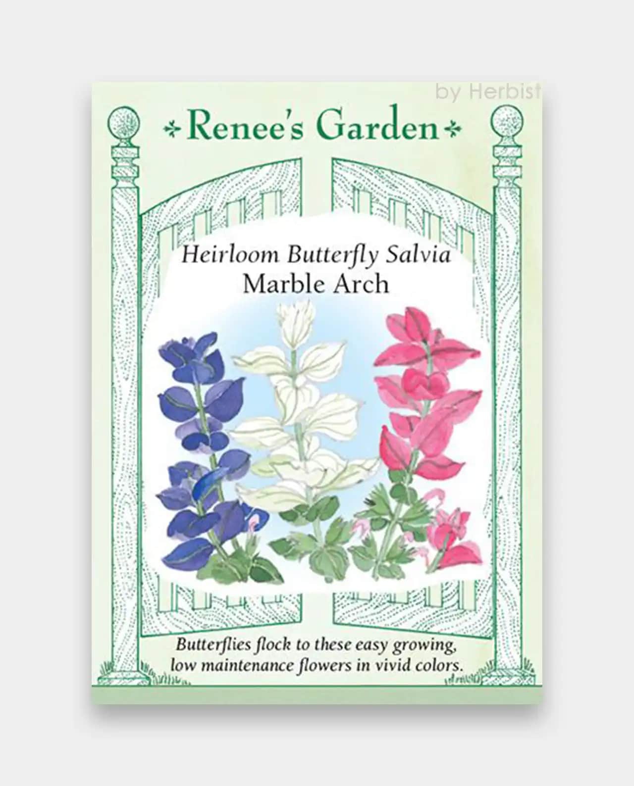ซัลเวีย Butterfly Salvia Marble Arch