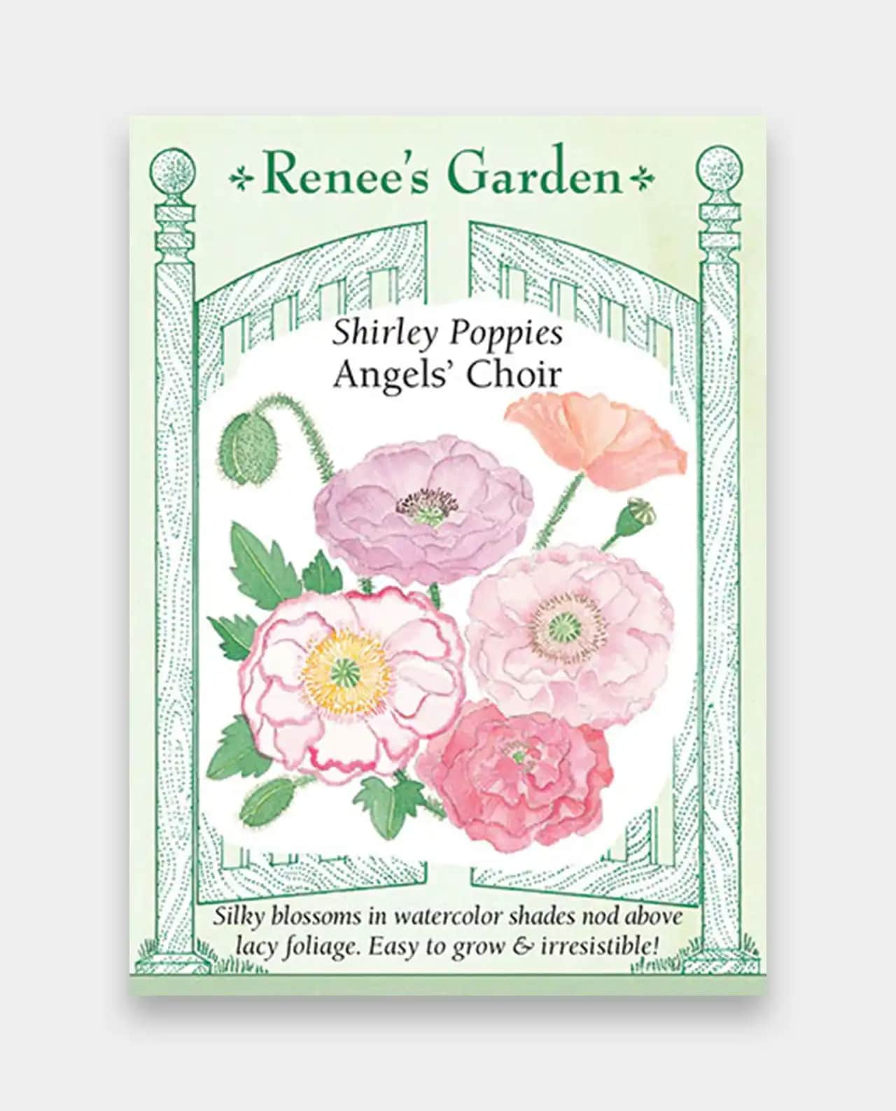 ดอกป๊อปปี้ Shirley Poppies Angels Choir