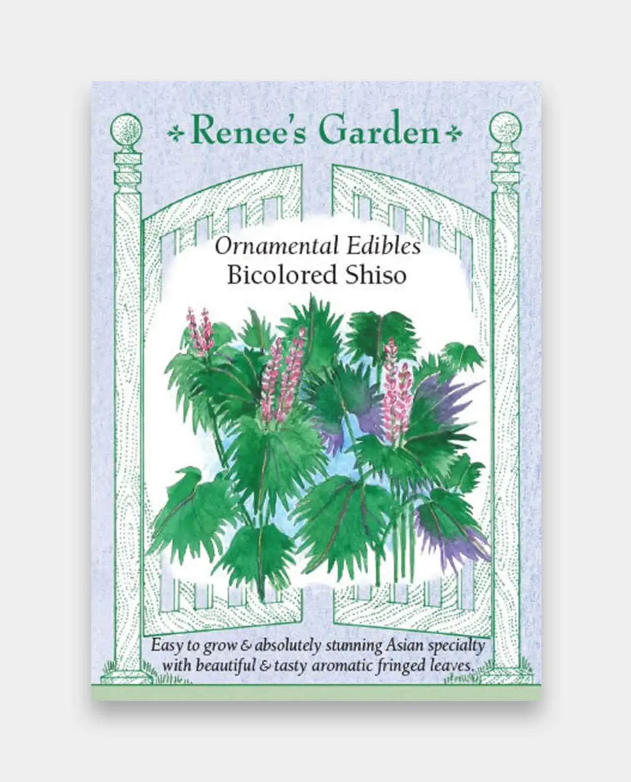 ชิโซะ Ornamental Bicolored Shiso