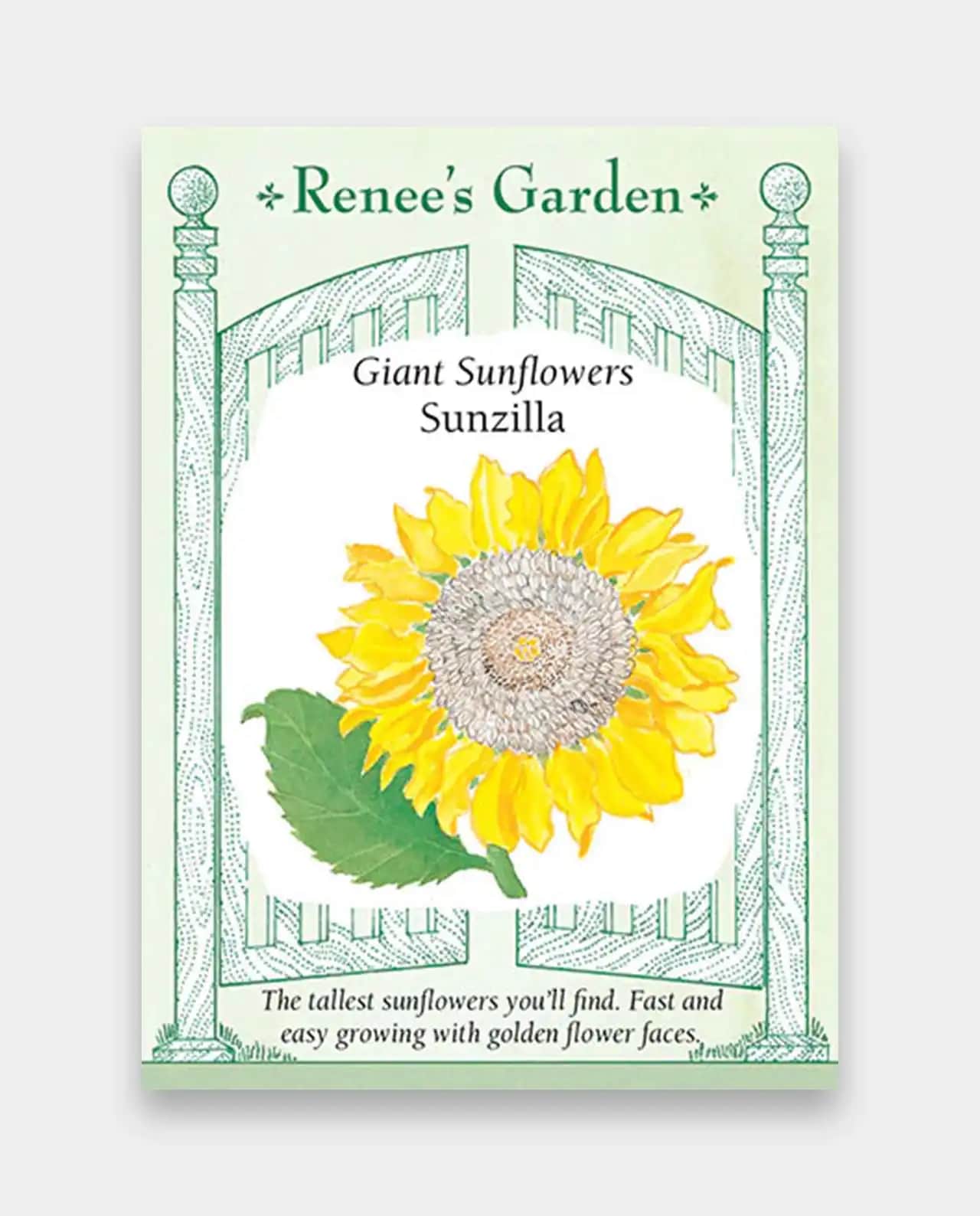 ดอกทานตะวัน Giant Sunflowers Sunzilla
