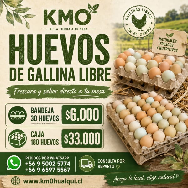 Huevos de gallina libre