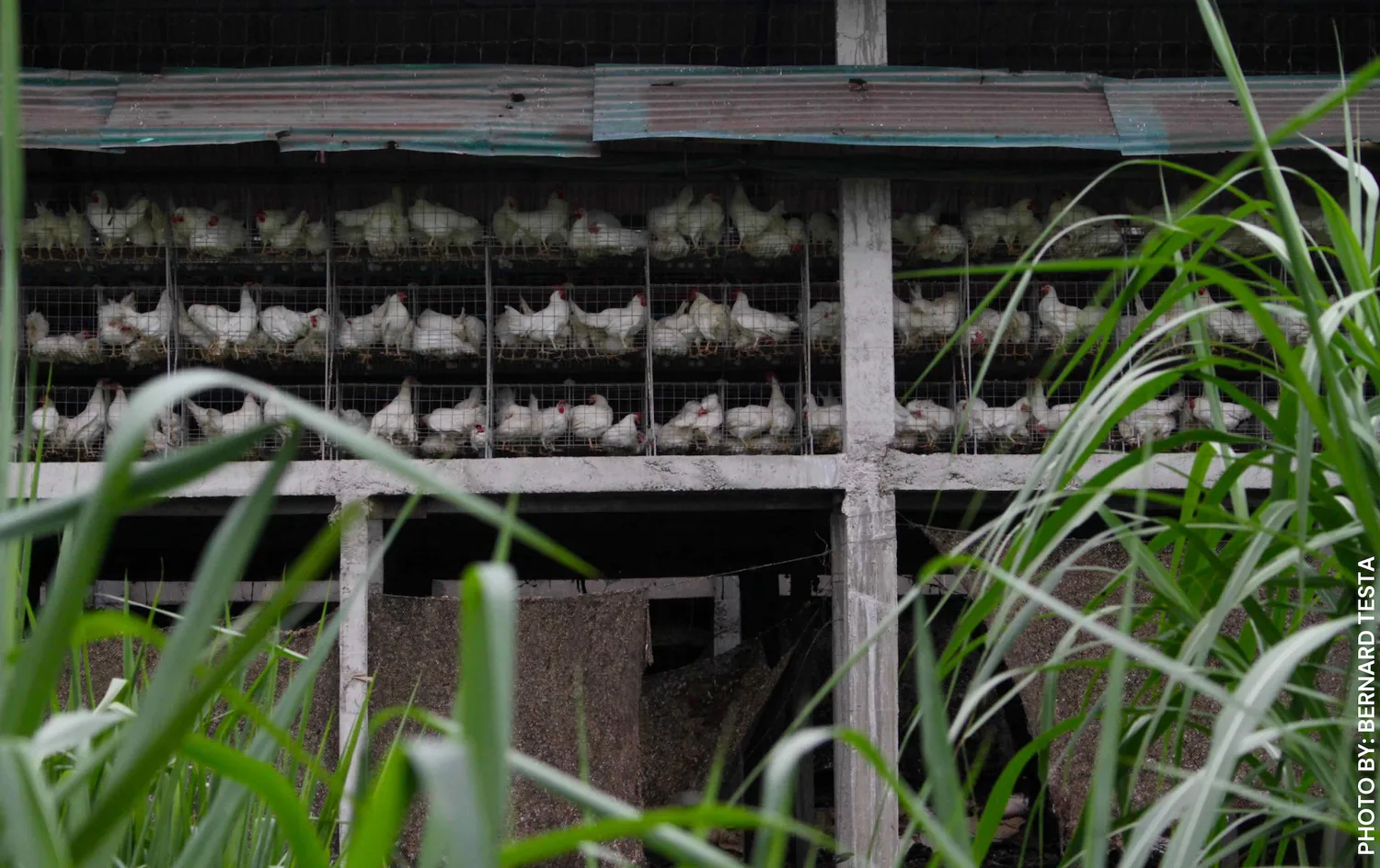 CHICKEN FARMS. Processing plants in Marilao, Bulacan, release about 169,000 cubic meters of wastewater in a year – enough to fill up 68 Olympic-size pools