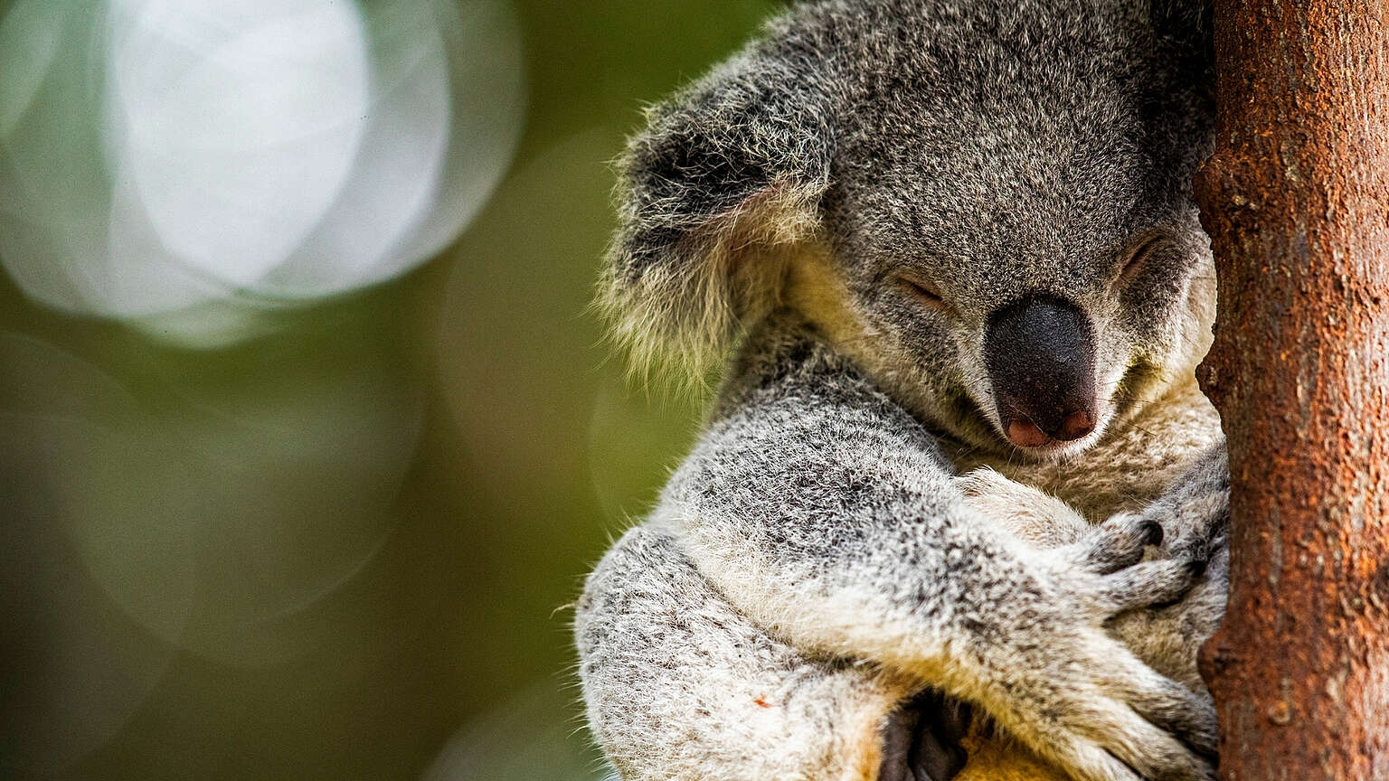 Koalas are now endangered in NSW and QLD due to deforestation