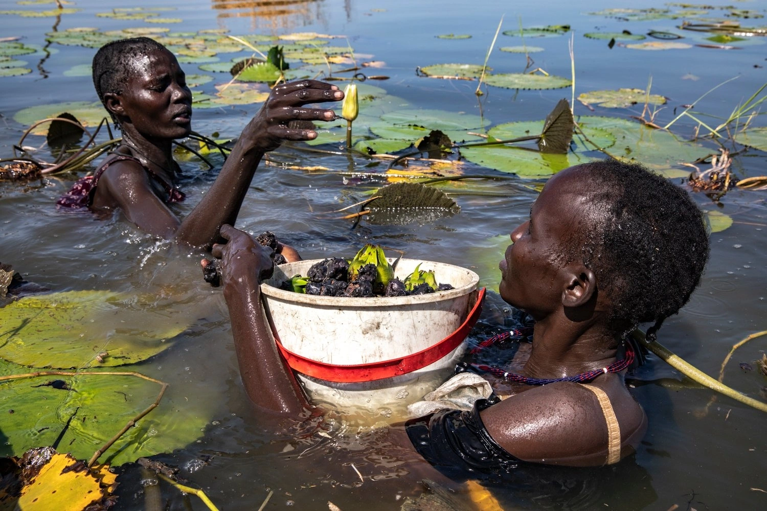 Nyayier Nyang Nai (left) and Nyawura Gatuak Ngech work together to collect the water lilies.