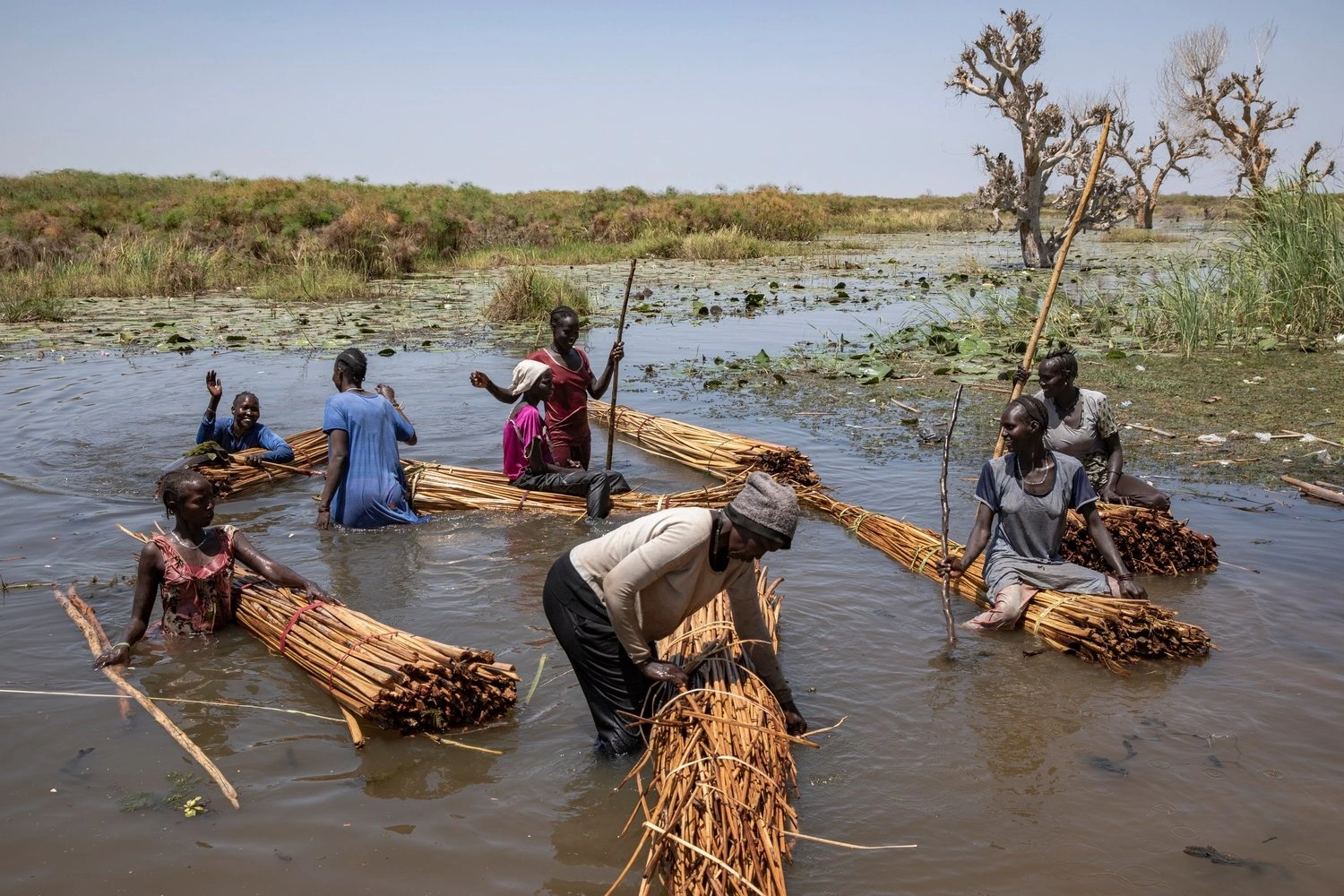 Women move with bundles of reeds harvested from floodwater surrounding the village of Tong.  © UNHCR/Andrew McConnell