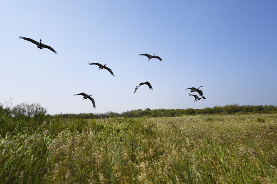 A flock of birds fly over the Yellow River delta national nature reserve in east China's Shandong Province, Nov. 14, 2022.
