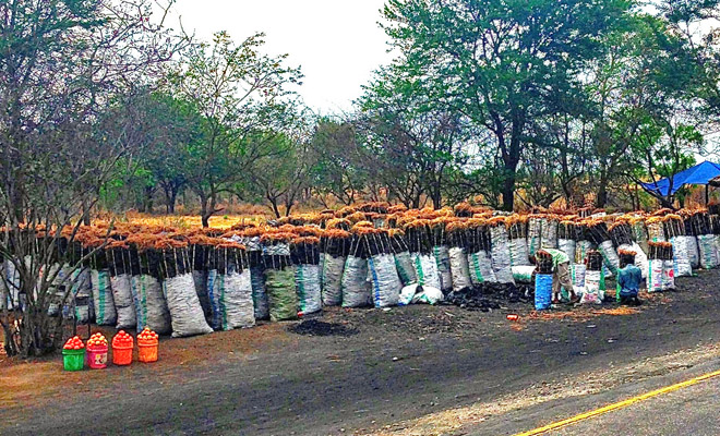 Deforestation in Tanzania
