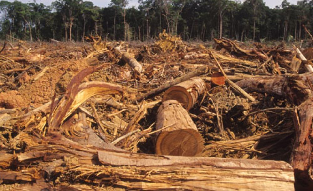Tanzania's deforestation