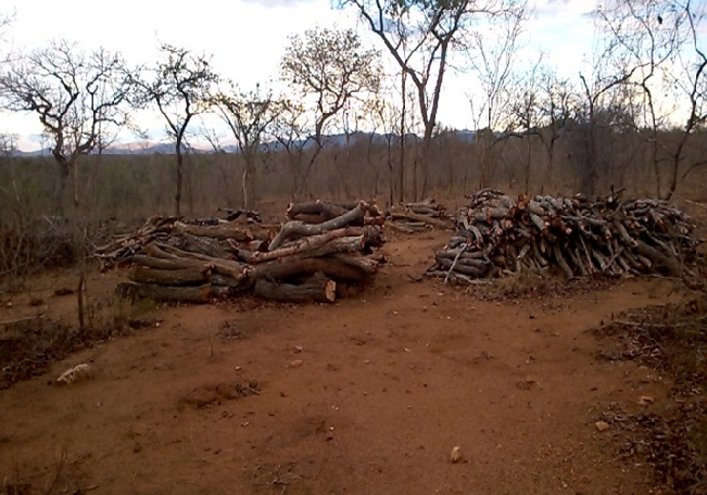 The forest sector in Tanzania