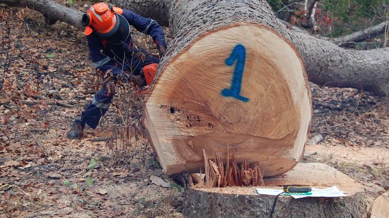 After cutting down trees in the forest, trees and stumps are marked for identification