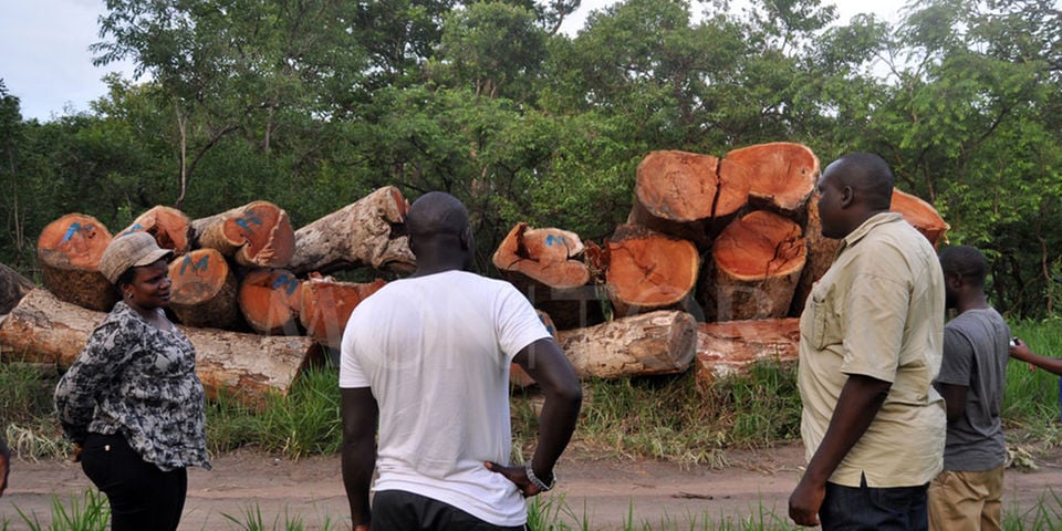 Some of the Afzelia Africana trees that  were cut at Aliwara Village, Itirikwa Sub-county, Adjumani District, recently.