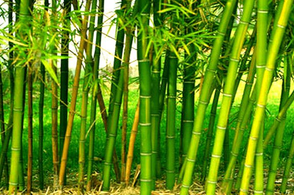Uganda turns to bamboo farming to combat deforestation.