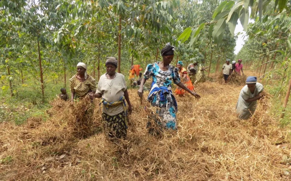 Lack of proper land titles fuels deforestation in Uganda. Women drying their beans on a tree plantation.