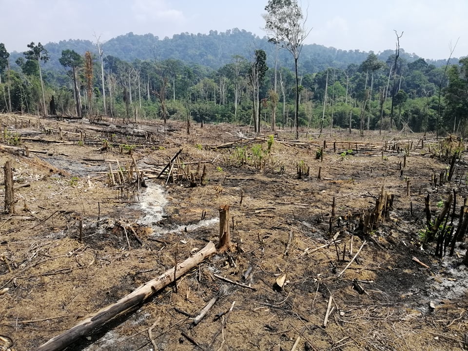 Deforestation in Myanmar