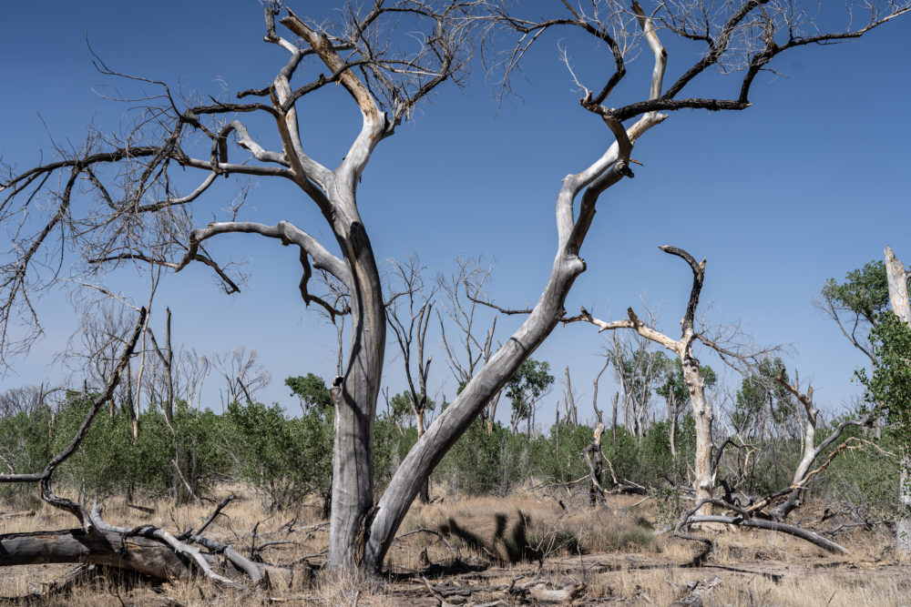 Fires along the Rio Grande are becoming more regular as drought and low water levels threaten the bosque forests.