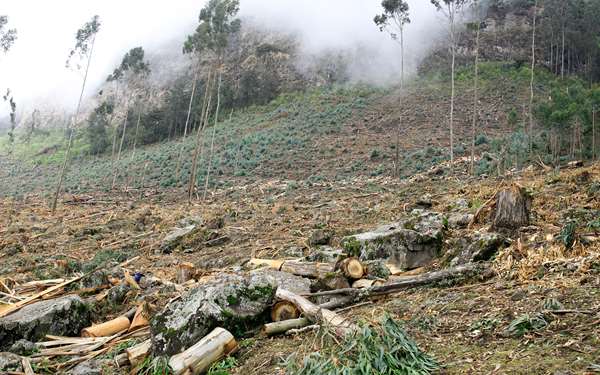 Deforestation is occurring at an alarming rate, and the lives of many people in the Wof Wash area have become a struggle.